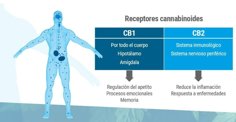 receptores cannabinoides